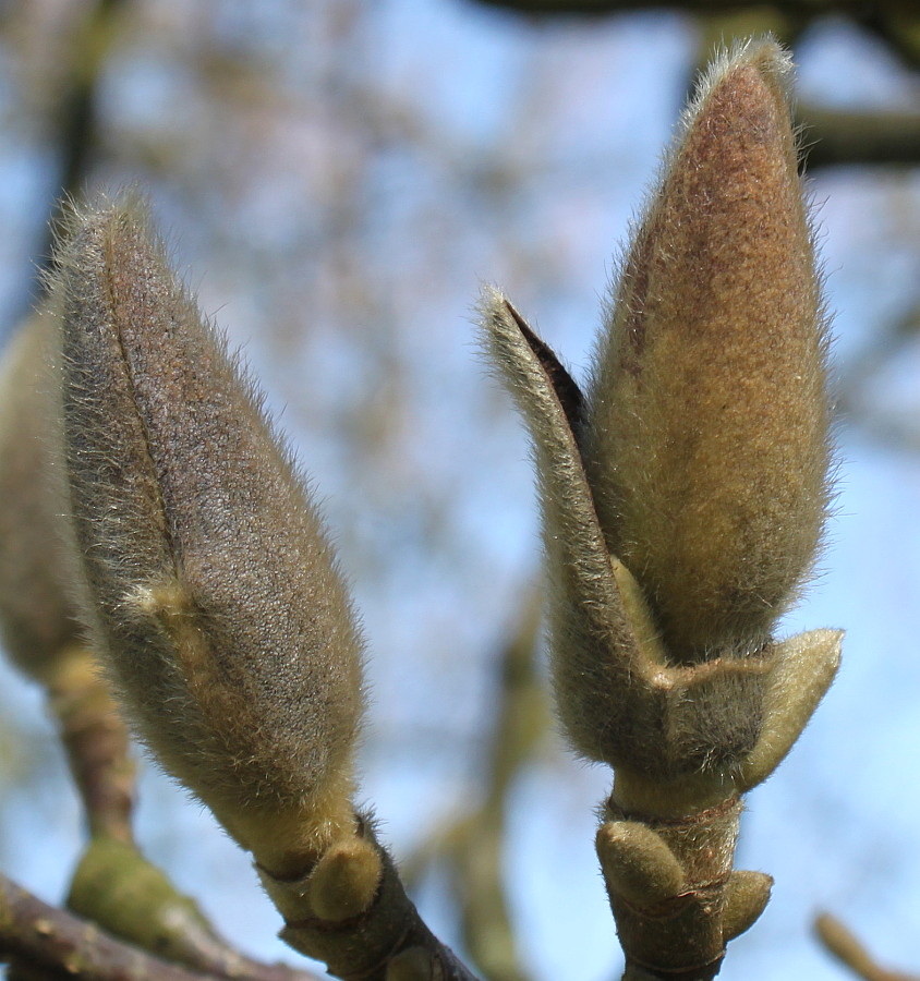 Image of Magnolia &times; soulangeana specimen.