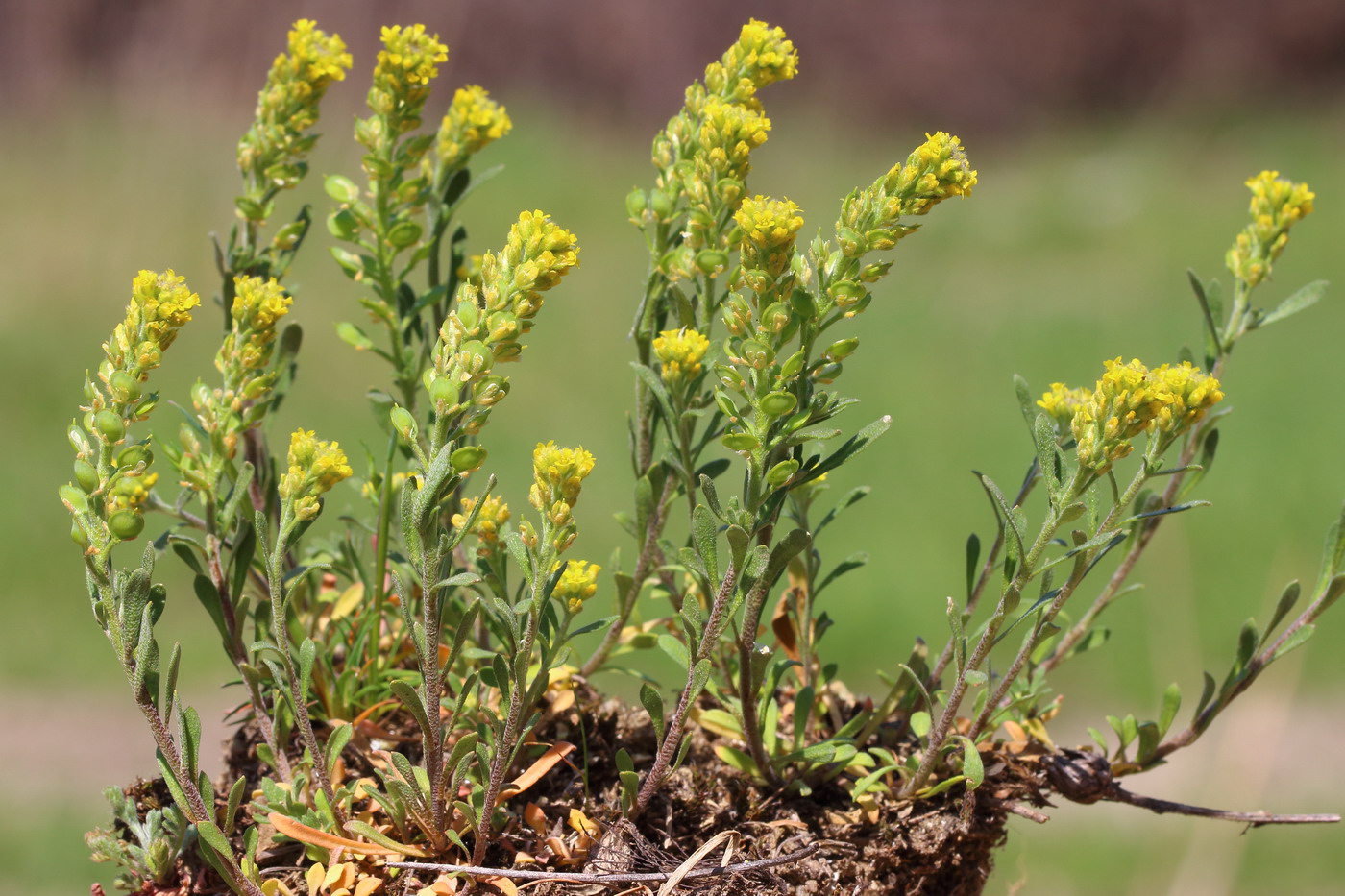 Изображение особи Alyssum turkestanicum var. desertorum.