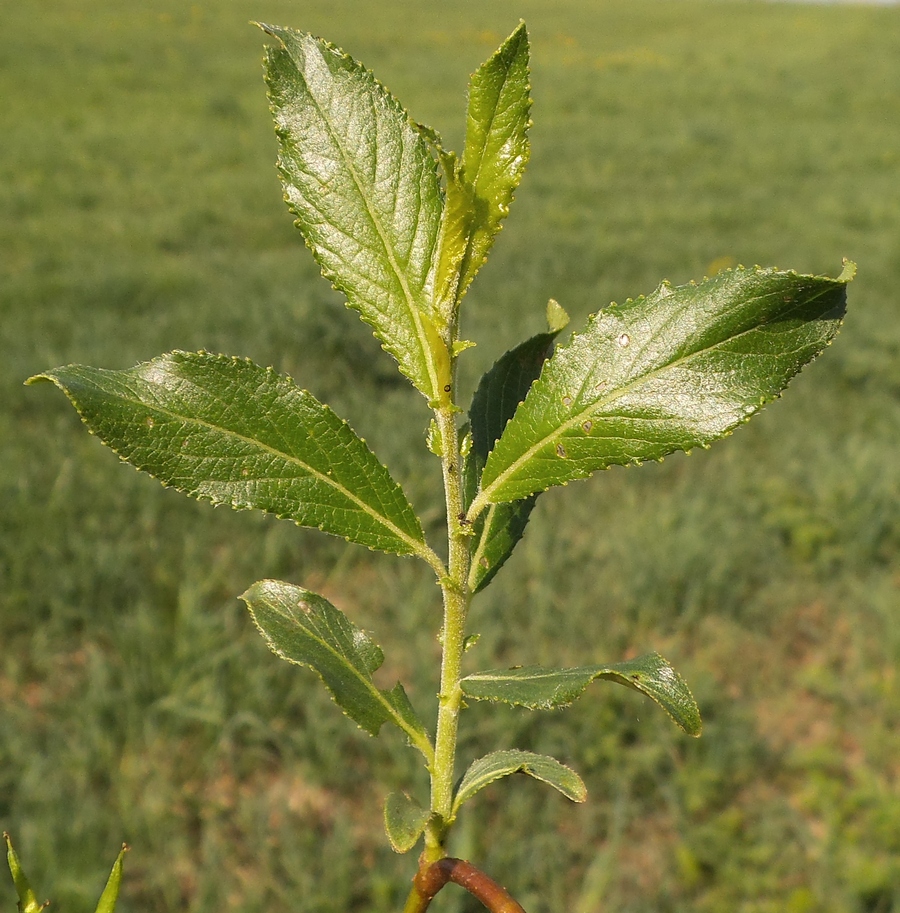 Image of Salix myrsinifolia specimen.