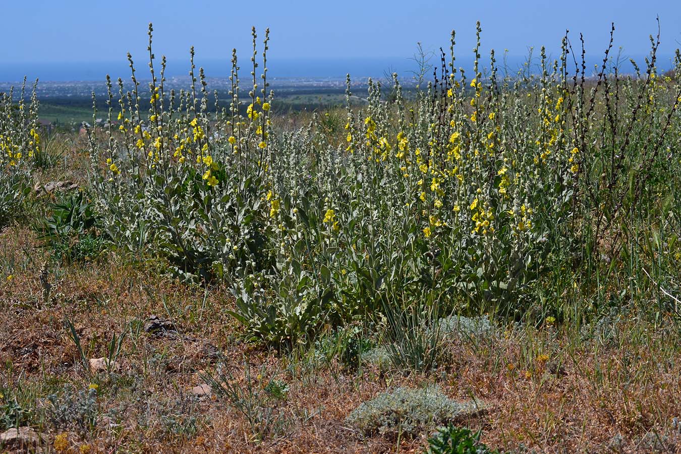 Изображение особи Verbascum undulatum.