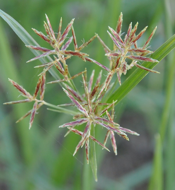 Изображение особи Cyperus rotundus.