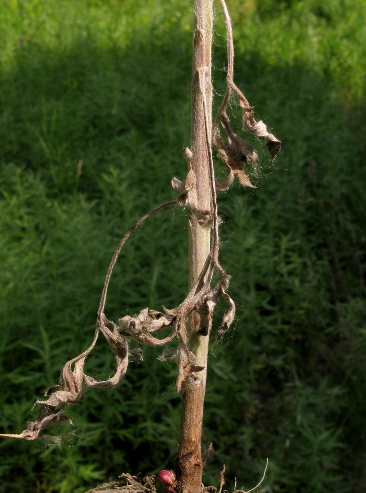 Image of Artemisia argyi specimen.