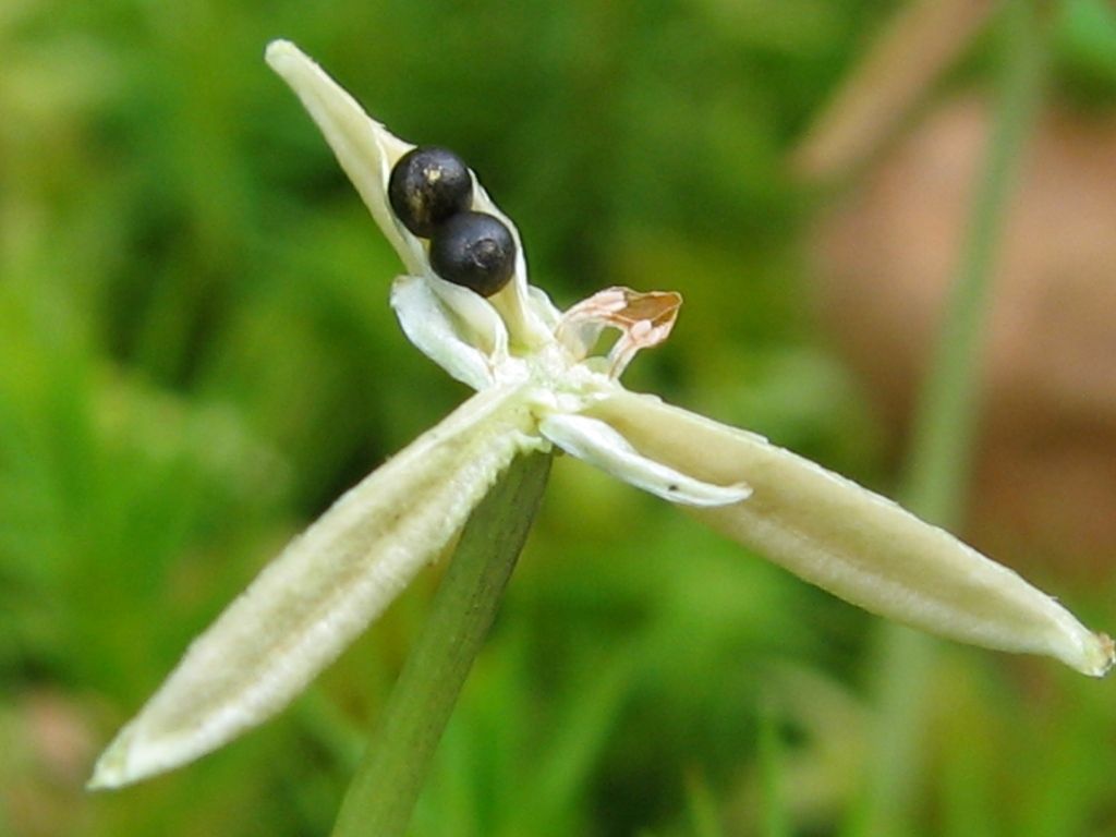 Image of Viola palustris specimen.