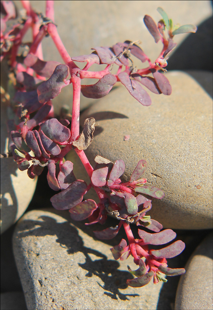 Image of Euphorbia peplis specimen.