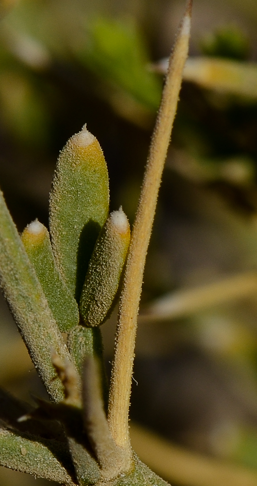 Image of Fagonia mollis specimen.