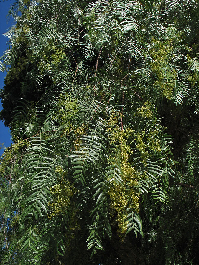 Image of Schinus molle specimen.