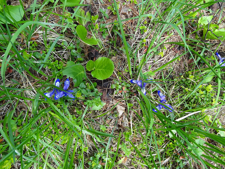 Image of Iris ruthenica specimen.