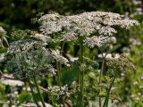 Heracleum sphondylium. Верхушка цветущего растения с кормящимися насекомыми. Украина, Закарпатская обл., Свалявский р-н, берег р. Пиня возле с. Солочин. 19 июля 2013 г.