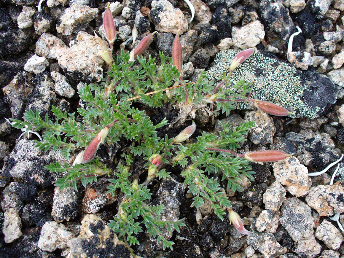 Image of Oxytropis czukotica specimen.