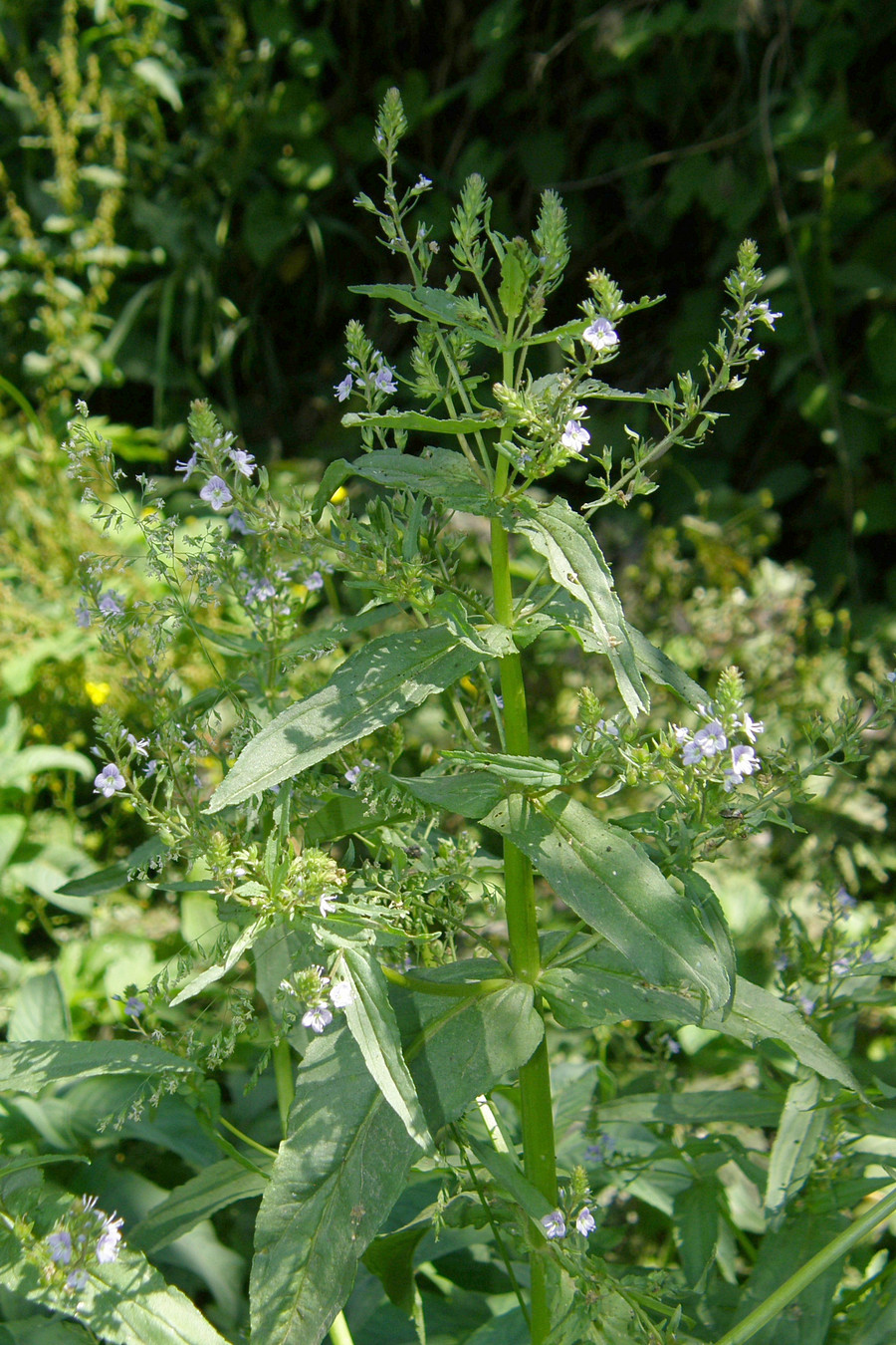 Image of Veronica anagallis-aquatica specimen.