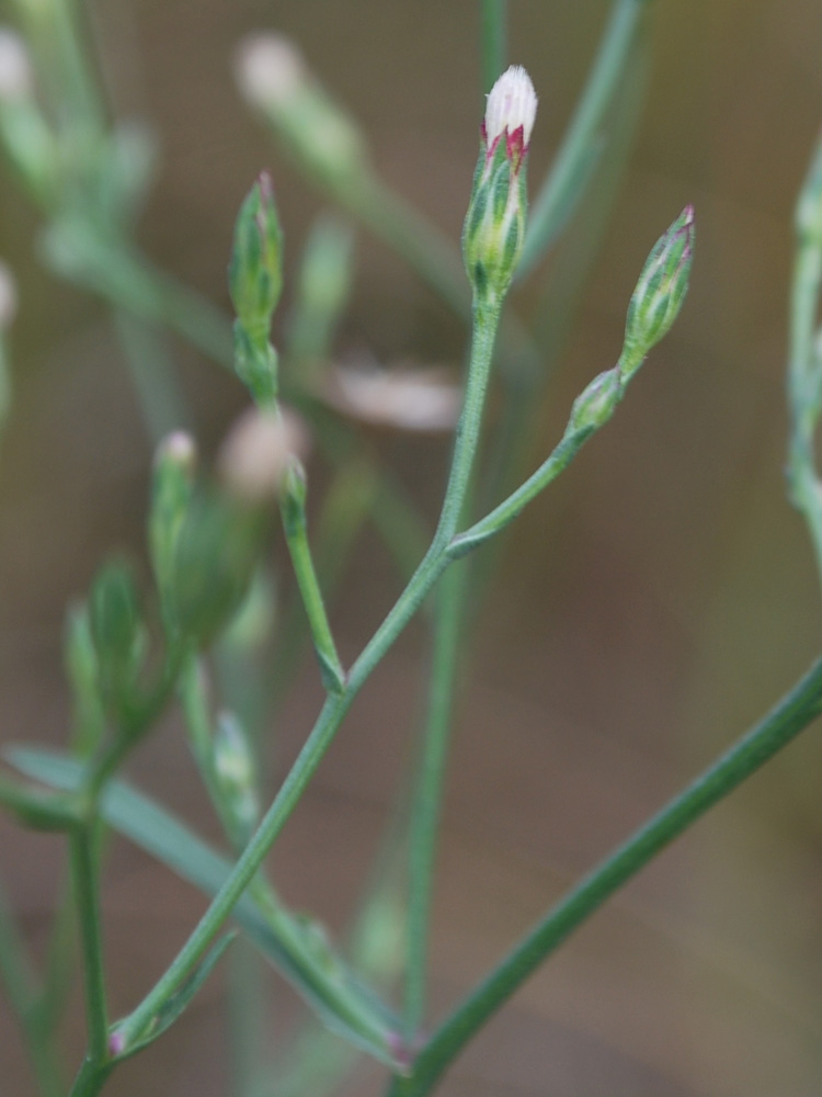 Image of Symphyotrichum subulatum specimen.