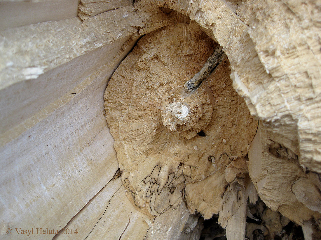 Image of Populus tremula specimen.