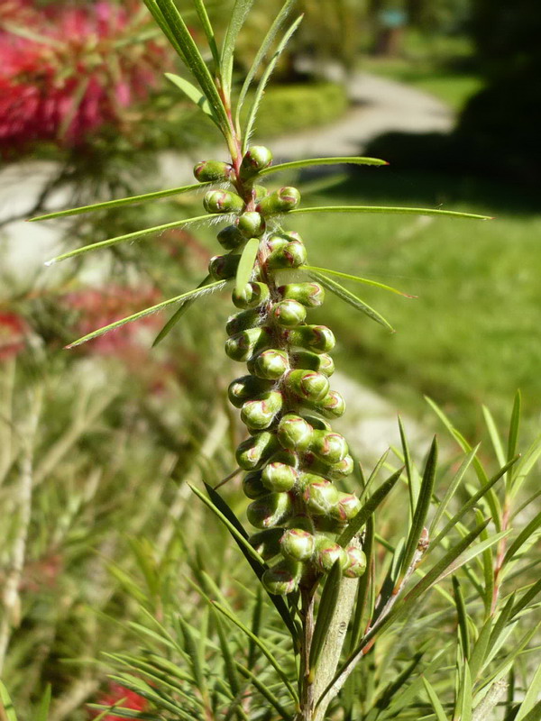 Изображение особи Callistemon rigidus.