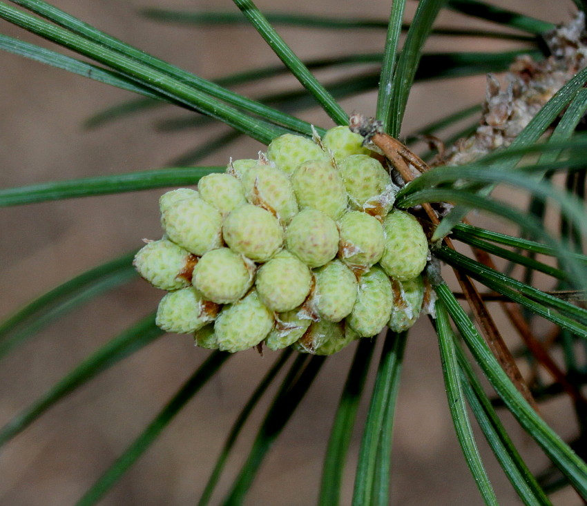 Изображение особи Pinus uncinata.