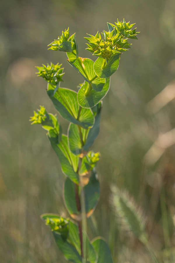 Image of Bupleurum rotundifolium specimen.