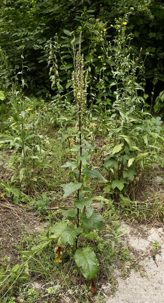 Image of Verbascum marschallianum specimen.