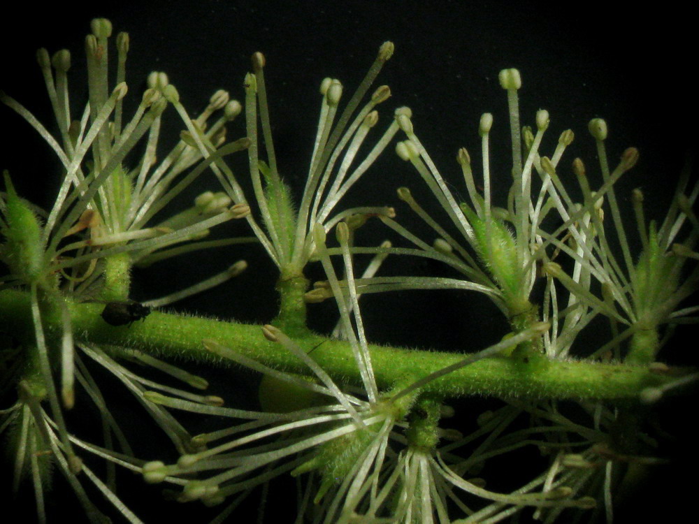 Image of Cimicifuga foetida specimen.