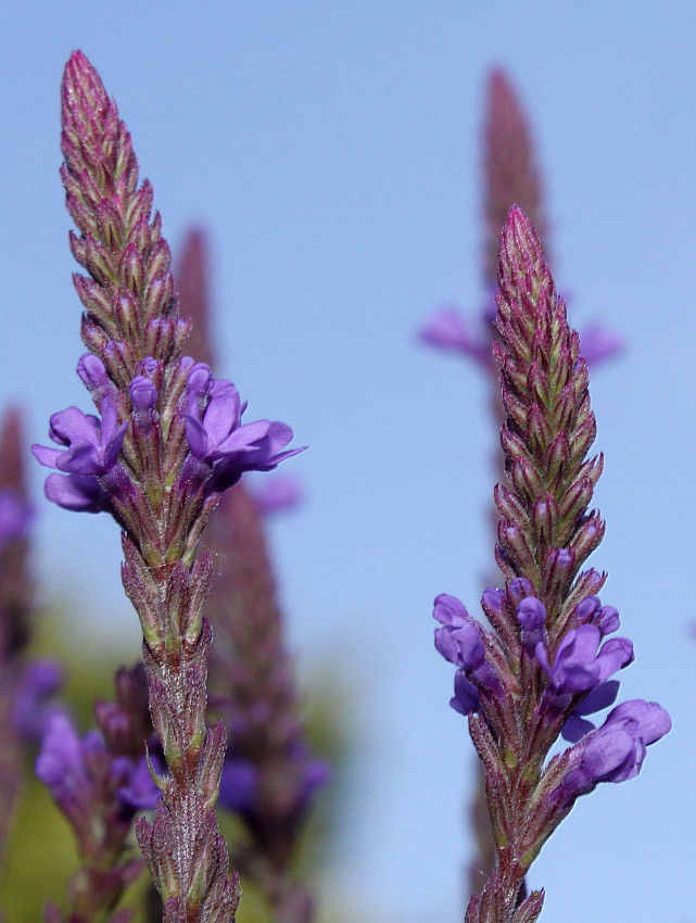 Изображение особи Verbena hastata.