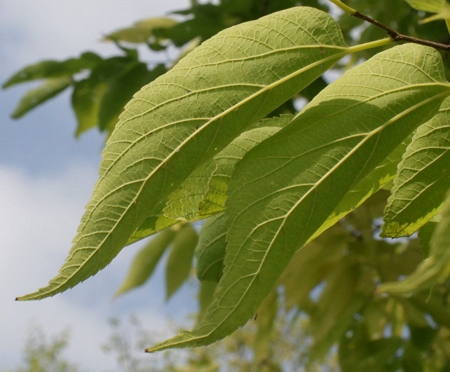 Изображение особи род Celtis.