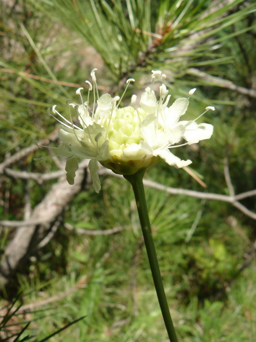 Изображение особи Cephalaria coriacea.