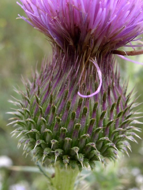 Image of Cirsium serrulatum specimen.