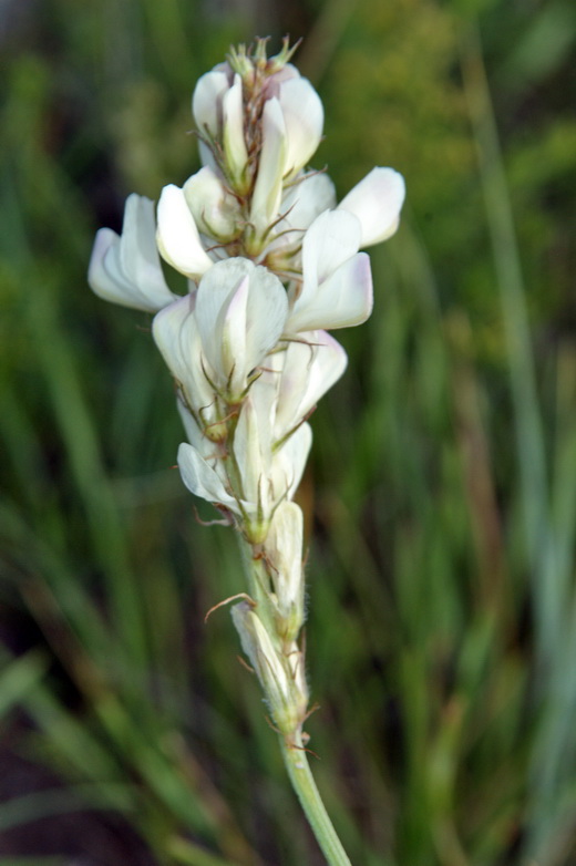 Image of Hedysarum gmelinii specimen.