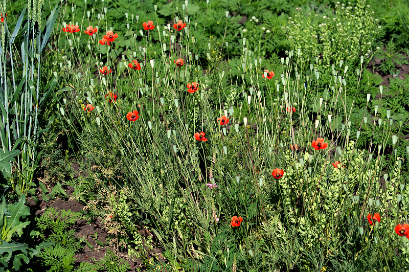 Image of Papaver laevigatum specimen.