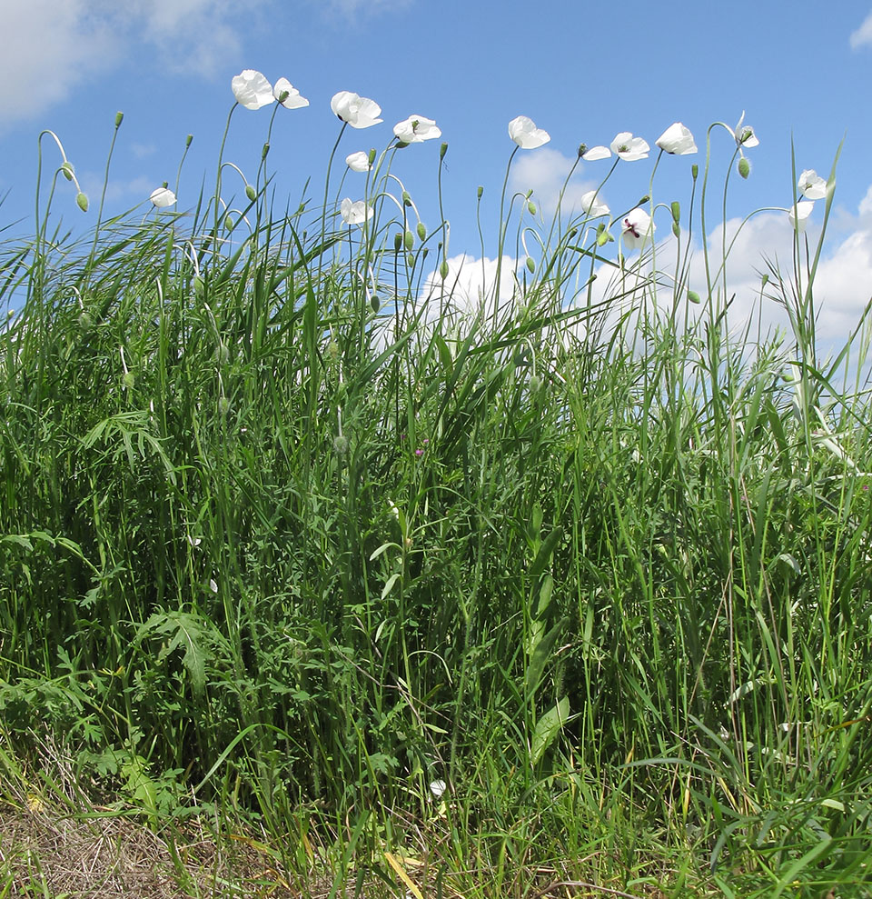 Изображение особи Papaver albiflorum.