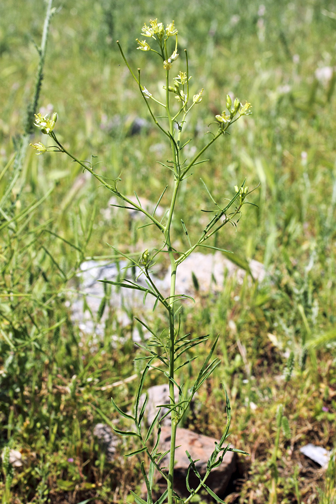 Image of Sisymbrium altissimum specimen.