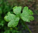 Ranunculus sceleratus. Лист, поражённый головнёвым грибом. Окр. Архангельска, канава. 12.08.2015.