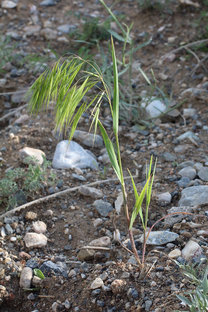 Image of Anisantha tectorum specimen.