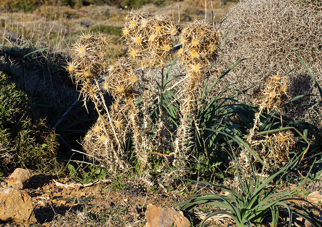 Image of Carlina graeca specimen.