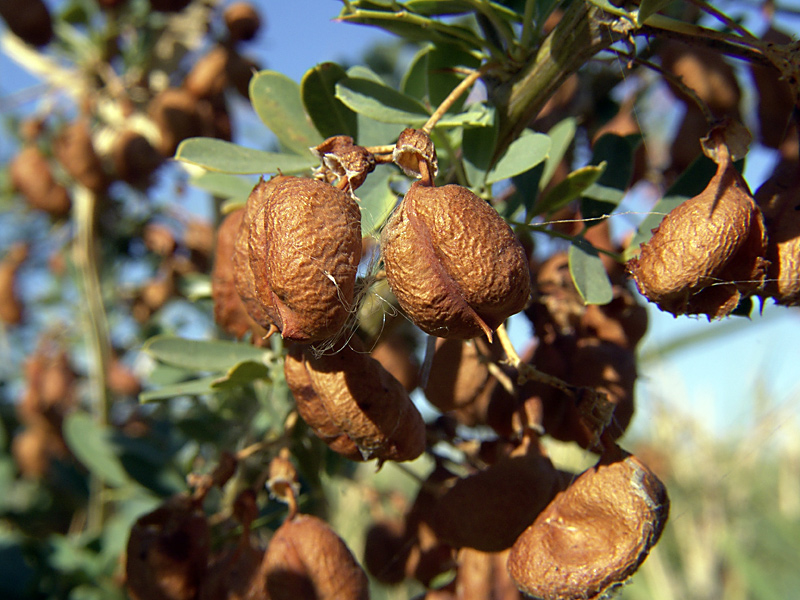 Изображение особи Halimodendron halodendron.