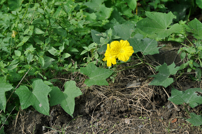 Изображение особи Luffa aegyptiaca.