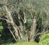 Olea europaea. Скелетные ветви старого дерева (возраст не менее 700 лет). Южный берег Крыма, Никитский ботанический сад, в культуре. 15 мая 2014 г.