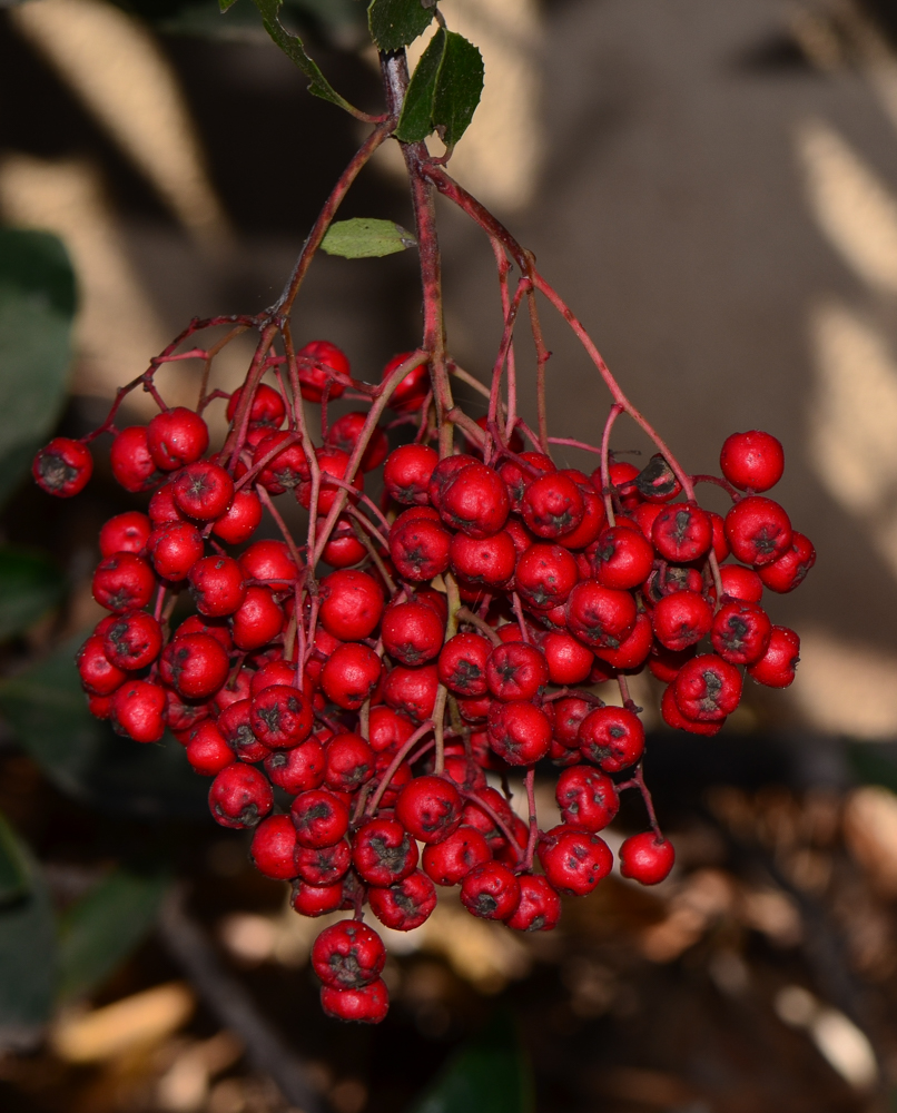 Image of Heteromeles arbutifolia specimen.