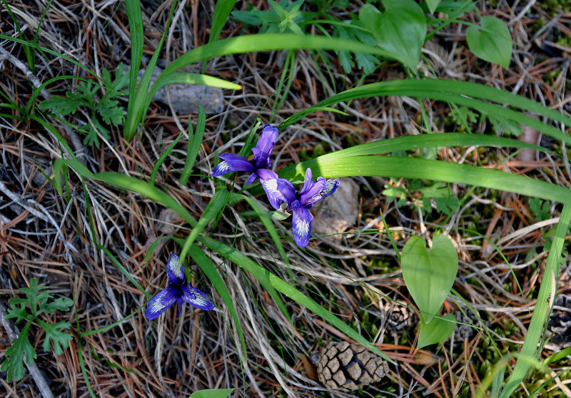 Image of Iris ruthenica specimen.