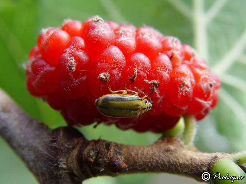 Изображение особи Morus alba.