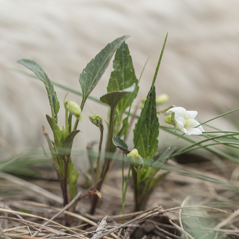 Image of Viola accrescens specimen.