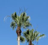 Washingtonia robusta