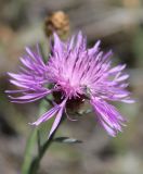 Centaurea jacea subspecies substituta