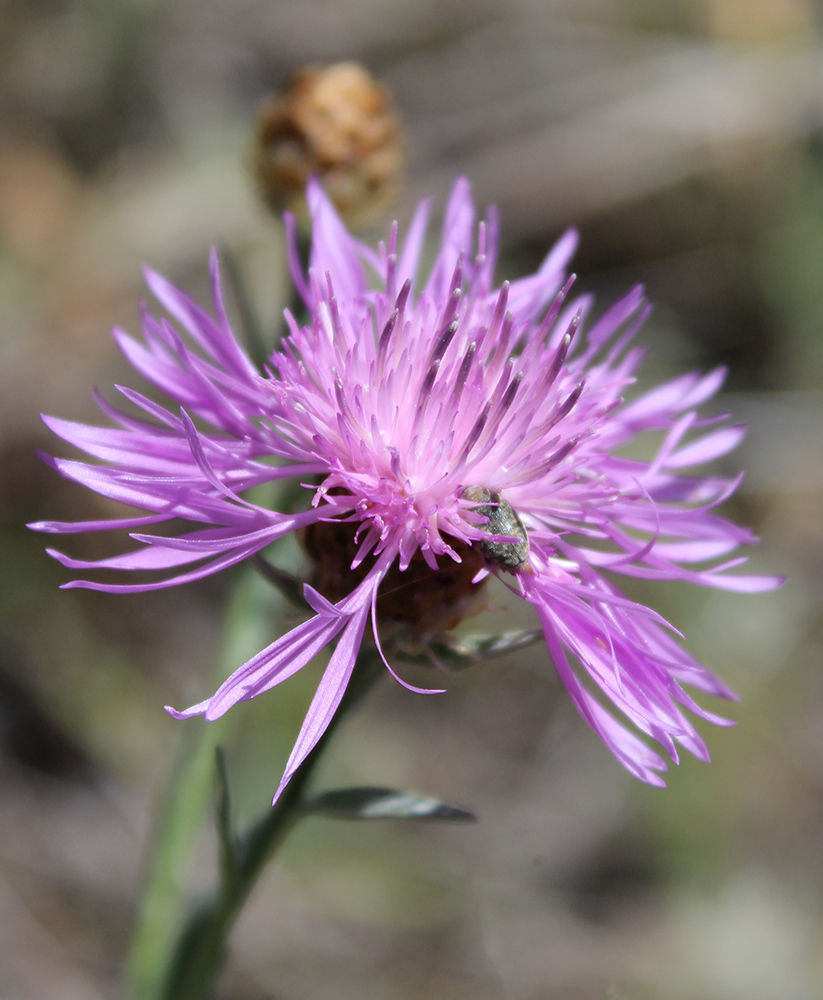 Image of Centaurea jacea ssp. substituta specimen.