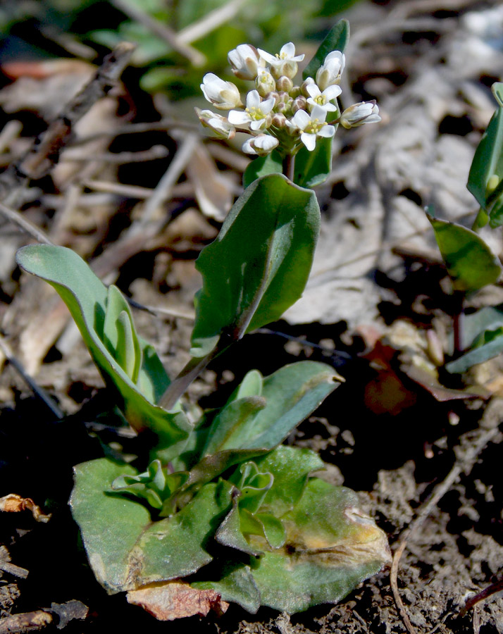 Image of Microthlaspi perfoliatum specimen.