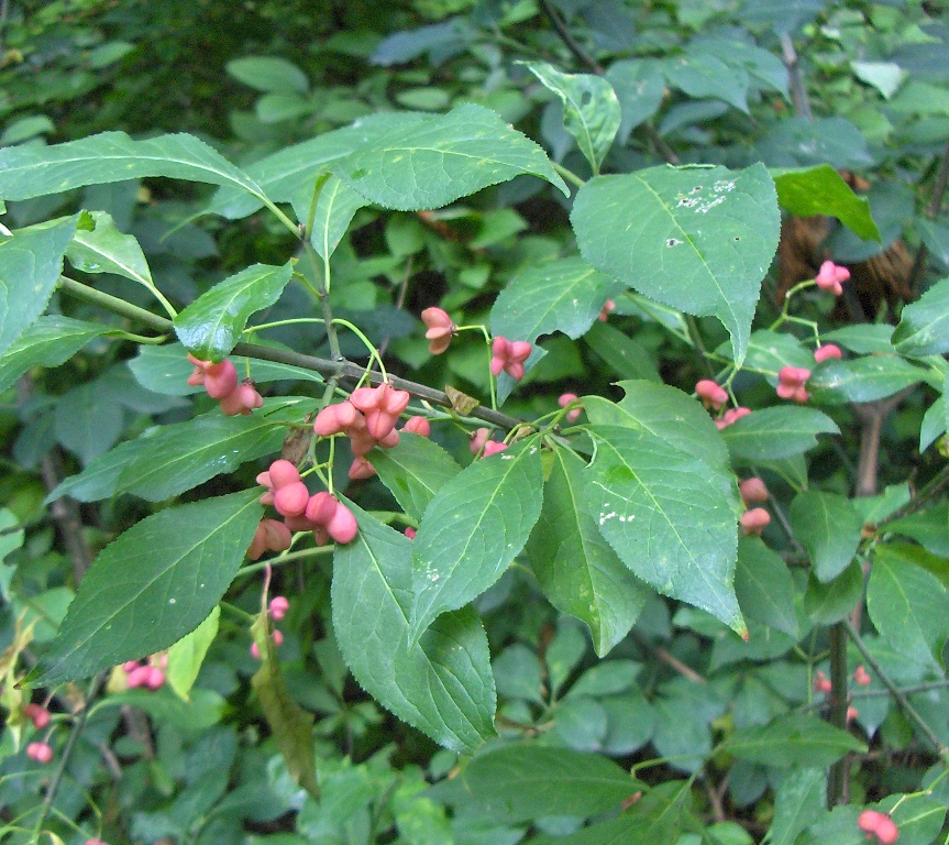 Изображение особи Euonymus europaeus.