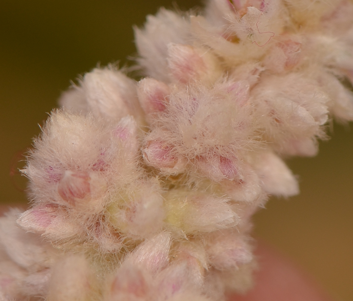 Image of Aerva javanica specimen.