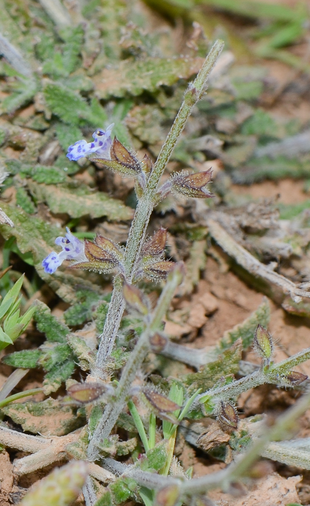 Изображение особи Salvia aegyptiaca.