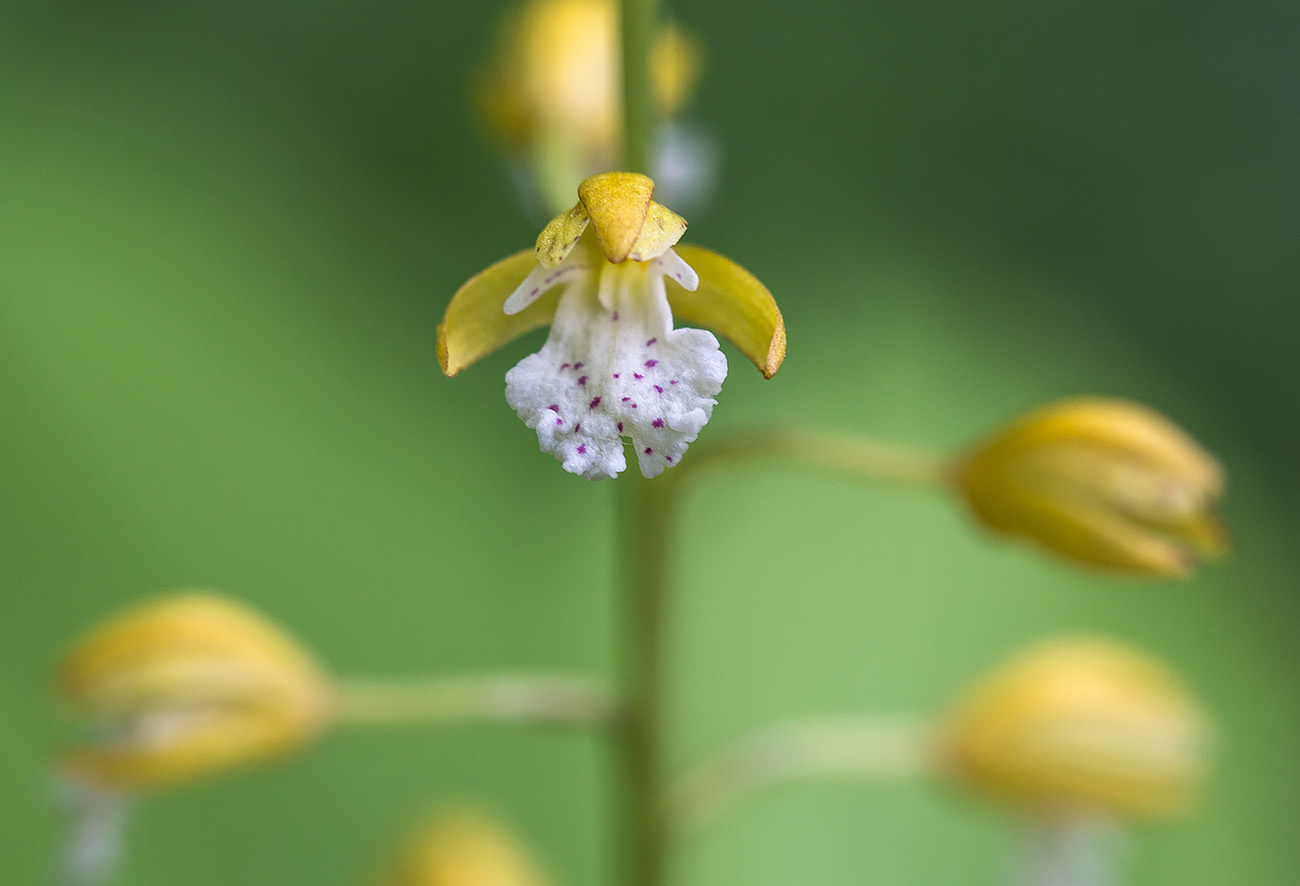 Image of Oreorchis patens specimen.