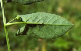 Convolvulus arvensis. Лист (нижняя сторона). Республика Адыгея, г. Майкоп, восточная окраина города, склон лугового пригорка. 25.06.2016.