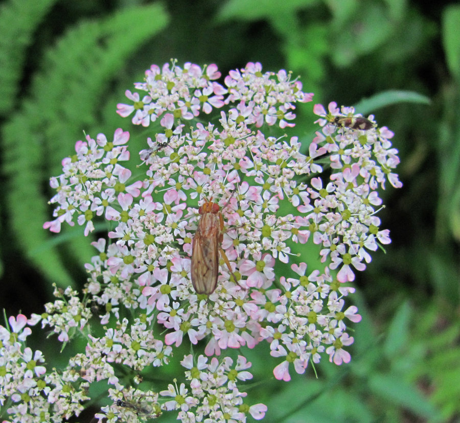 Image of Chaerophyllum angelicifolium specimen.