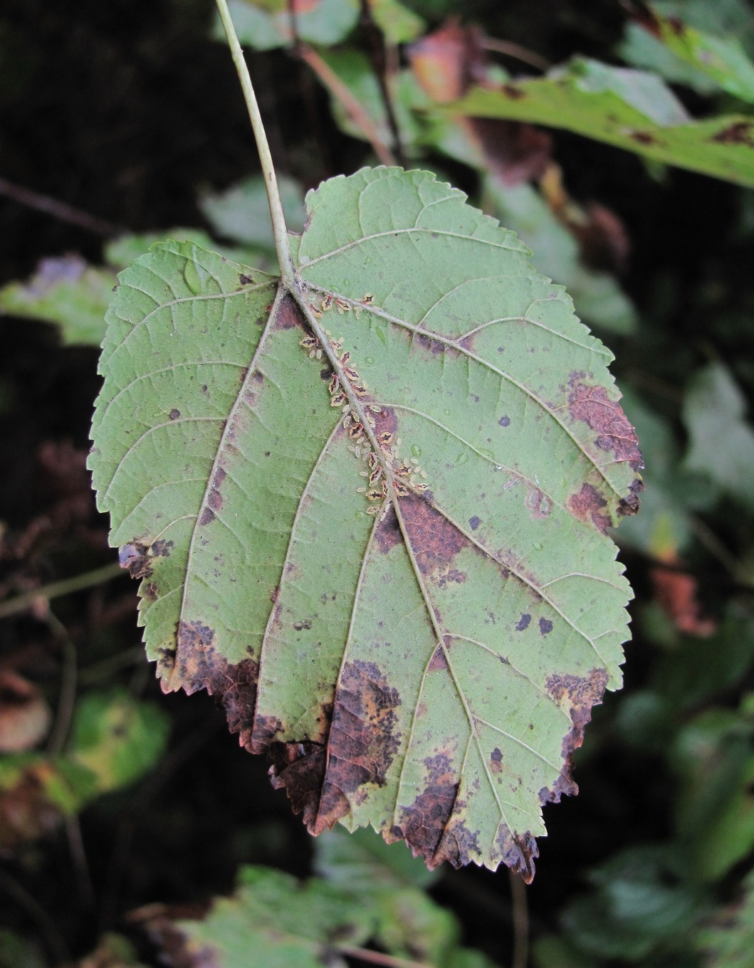 Image of Acer tataricum specimen.